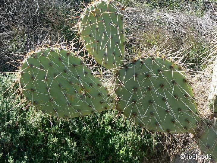 Opuntia oricola JL11065 BC, Mexico ©JL